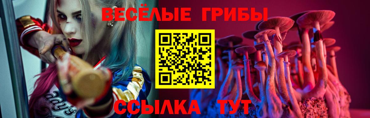 Псилоцибиновые грибы Psilocybe Братск